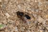 Eristalis pertinax